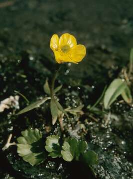 Image of sulphur buttercup