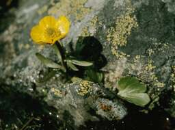 Image of sulphur buttercup