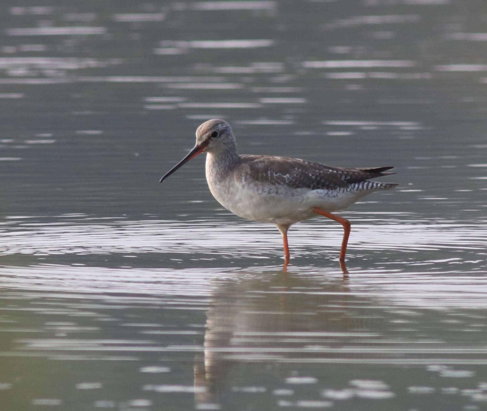 Image of Spotted Redshank