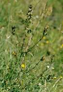 Image of Rhinanthus nigricans Meinsh.