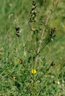 Image of Rhinanthus nigricans Meinsh.