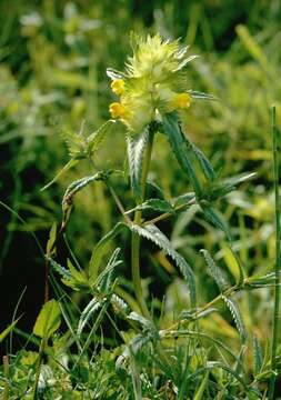 Image of Rhinanthus serotinus subsp. serotinus