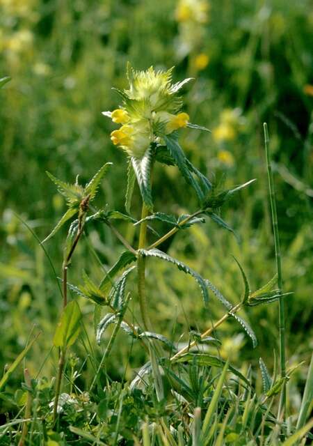 Image of Rhinanthus serotinus subsp. serotinus