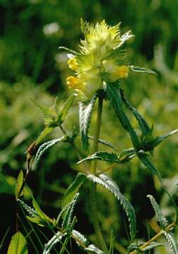 Image of Rhinanthus serotinus subsp. serotinus