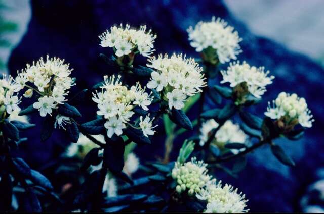 Image of Rusty Labrador-Tea