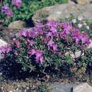 Image of Rhododendron impeditum I. B. Balf. & W. W. Smith