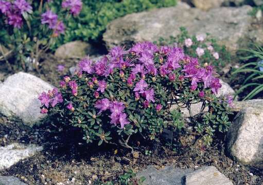 Image de Rhododendron impeditum I. B. Balf. & W. W. Smith