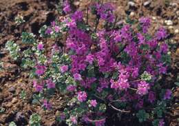 Image of Rhododendron kiusianum Makino