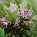 Image de Rhododendron minus Michx.
