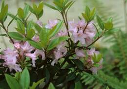 Plancia ëd Rhododendron minus Michx.