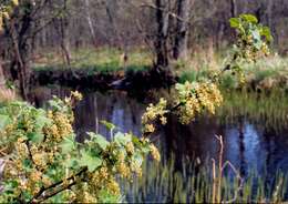 Image of Downy Currant