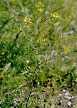 Image of yellowcress