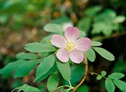 Rosa acicularis Lindl. resmi