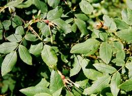 Image of prickly rose