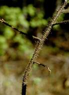 Image of prickly rose