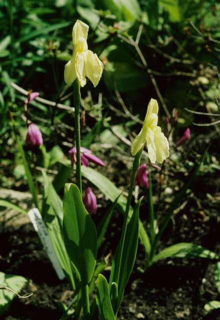 <i>Roscoea cautleoides</i> resmi