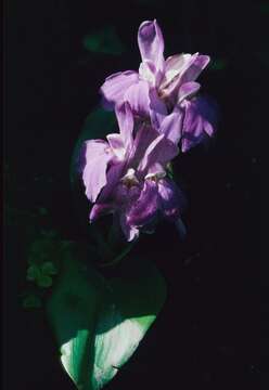 Image of Roscoea