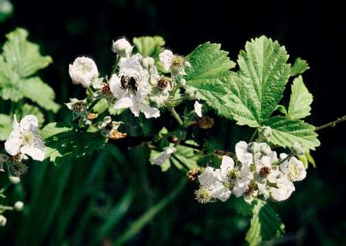 صورة Rubus gothicus E. H. L. Krause