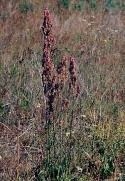 Image of Narrow-Leaf Sorrel