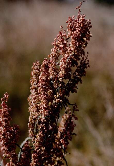 Image of Narrow-Leaf Sorrel