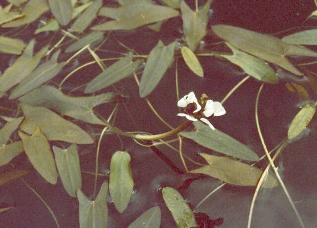 Image of Sagittaria Grandori 1934