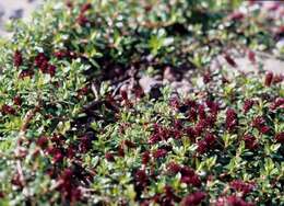 Image of Salix lindleyana Wall. ex Andersson