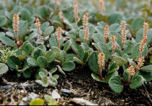 Image of netleaf willow