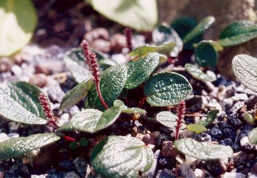 Image of netleaf willow