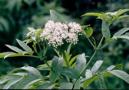 Imagem de Sambucus