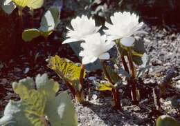 Image of bloodroot