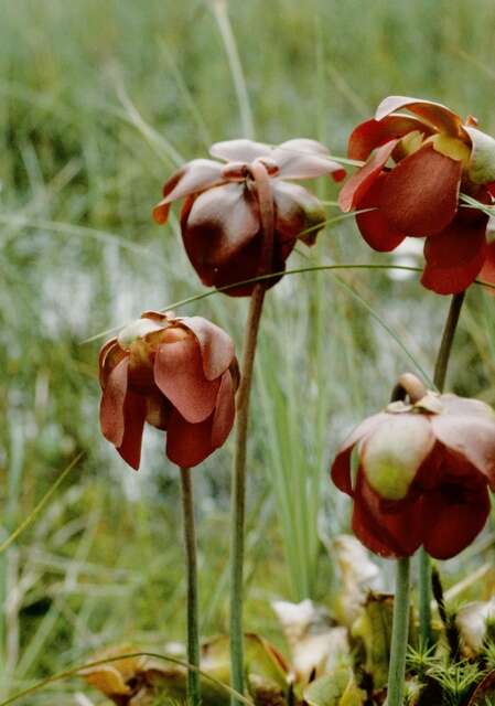 Image of pitcher plants