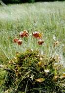 Image of pitcher plants