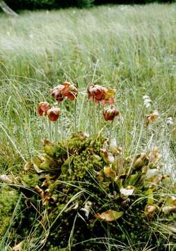 Image of Sarraceniaceae