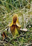 Image of pitcher plants