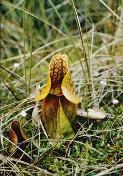 Image of pitcher plants