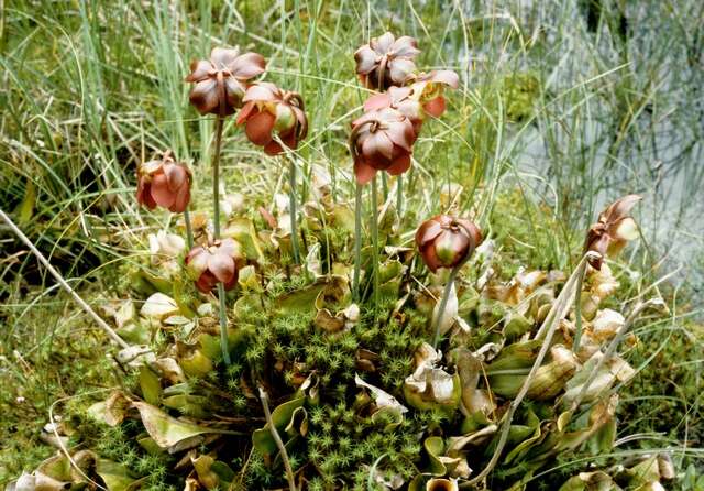 Image of pitcher plants