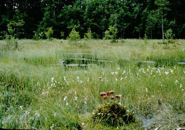 Image of pitcher plants