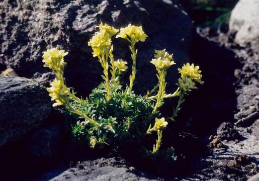 Image of Magnoliophyta