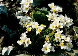 Слика од Saxifraga aretioides Lapeyr.