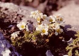 Plancia ëd Saxifraga aretioides Lapeyr.