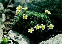 Image of Saxifraga caucasica Somm. & Levier