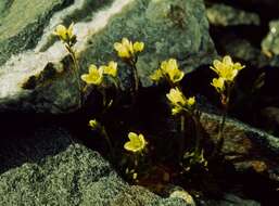 Слика од Saxifraga cespitosa L.