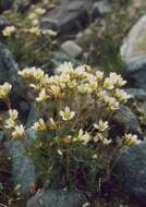 Image of Tufted saxifrage