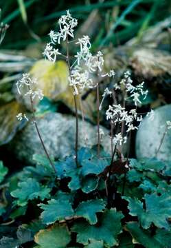 Saxifraga cortusifolia Sieb. & Zucc.的圖片