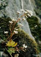 Image de Saxifraga cotyledon L.