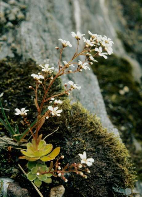 Imagem de Saxifraga cotyledon L.