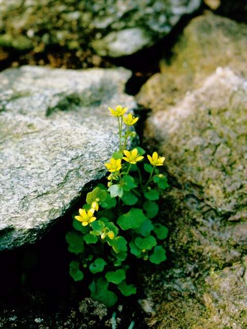 Image of Saxifraga cymbalaria L.