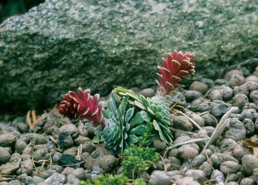 Plancia ëd Saxifraga federici-augusti Biasoletti