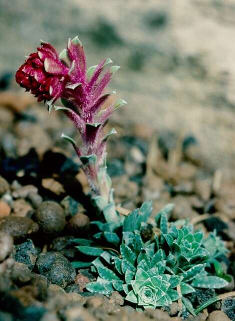 Image de Saxifraga federici-augusti Biasoletti