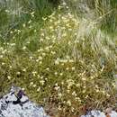 Image of Saxifraga hypnoides L.